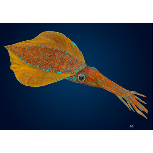 Southern Calamari