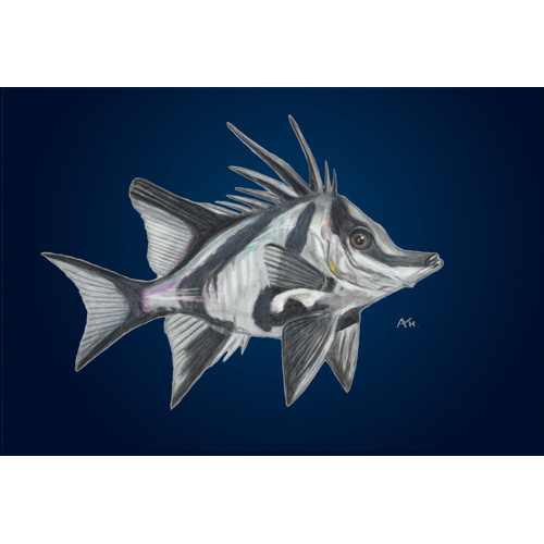 Tasmania Boarfish