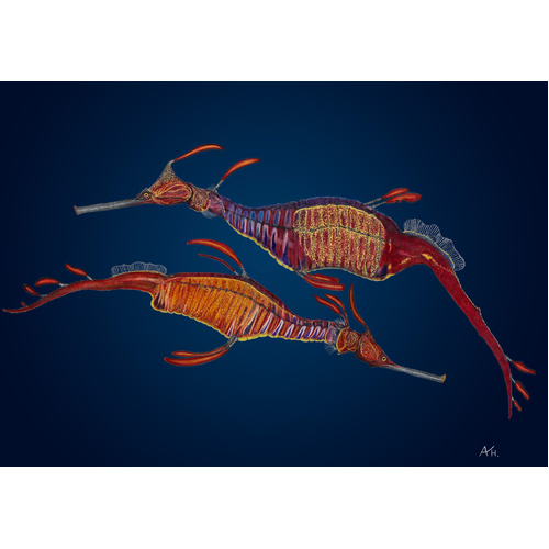 Weedy Seadragon Pair