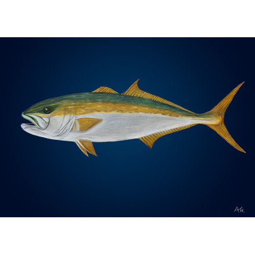 Yellowtail Kingfish