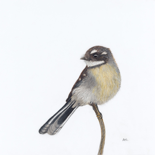 Grey Fantail - A Visit From a Loved One