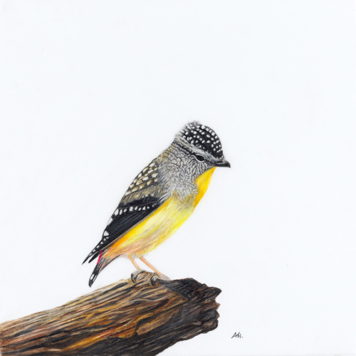 Spotted Pardalote - A Room With a View