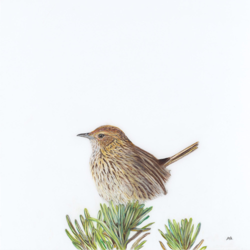 Striated Field Wren - Out of Sight, Out of Mind