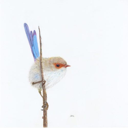 Superb Fairy Wren, Male - Promiscuity