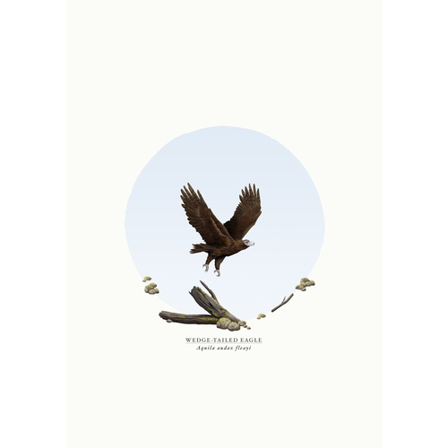Wedge-Tailed Eagle (Aquila audax fleayi)