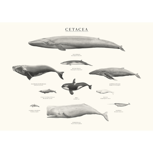 Cetacea 