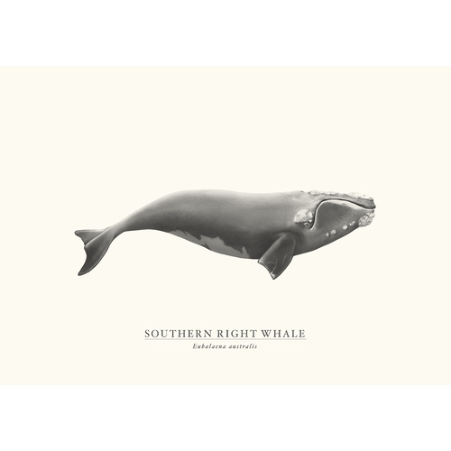 Southern Right Whale 