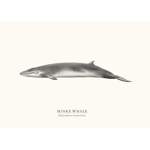 Minke Whale 