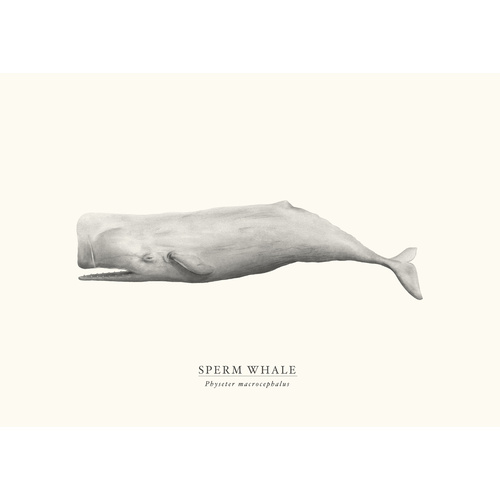 Sperm Whale