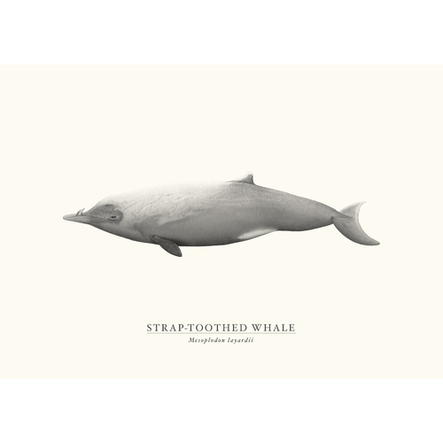 Strap-toothed Whale
