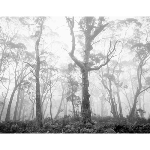 Wielangta Forest in Mist, Tasmania