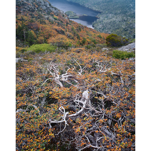 Fagus above Lake Will, Cradle Mountain, Tasmania