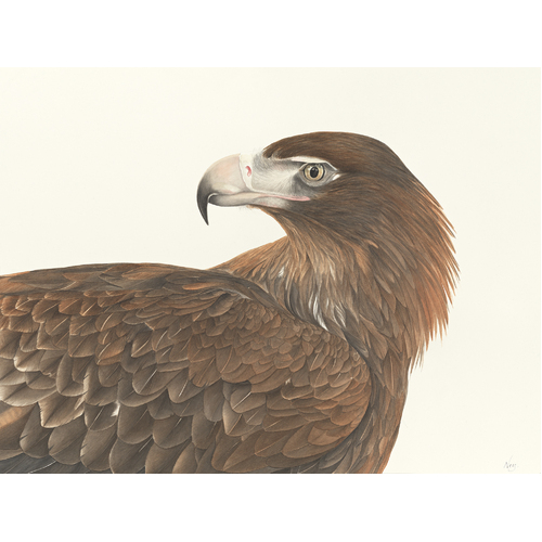Wedge-tailed Eagle A2 print