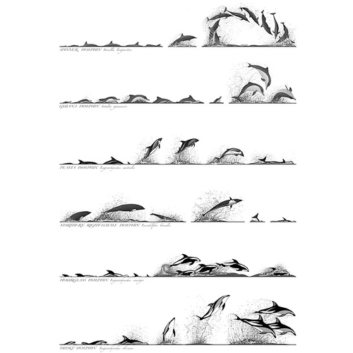 Dolphin Surface Profile