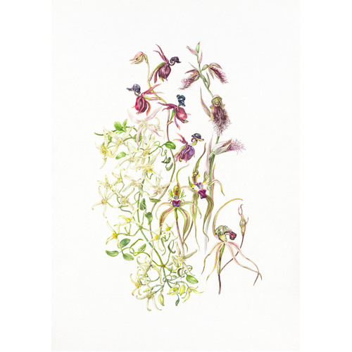 Tasmanian native orchids and clematis