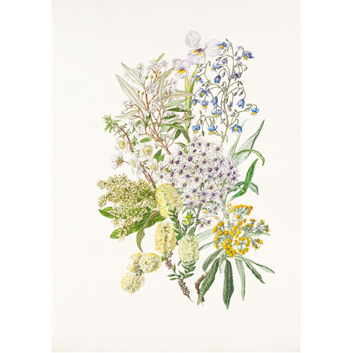 Recherche Bay flowers 