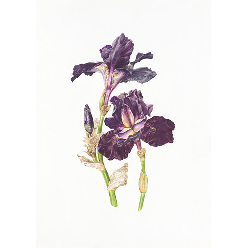 Iris x hybridus
