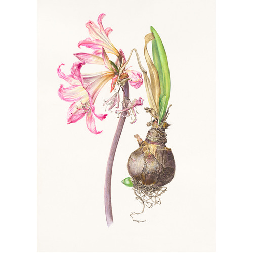 Amarylis belladonna Naked Lady lily