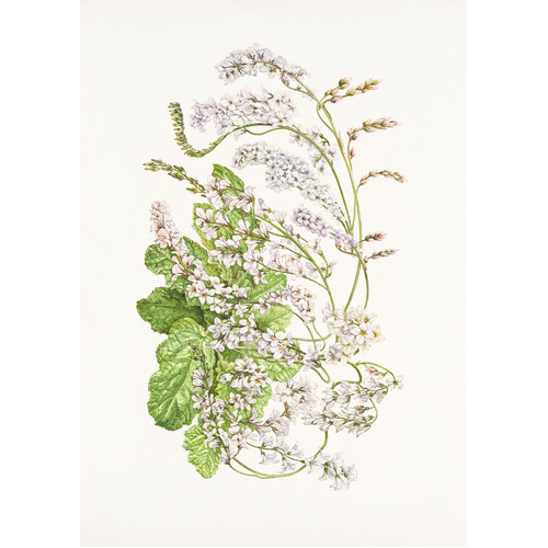 Francoa ramosa - Bridal Wreath