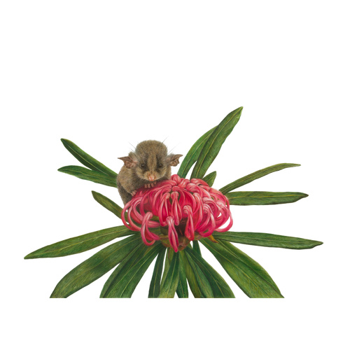 Pygmy Possum "Smallest of Small"